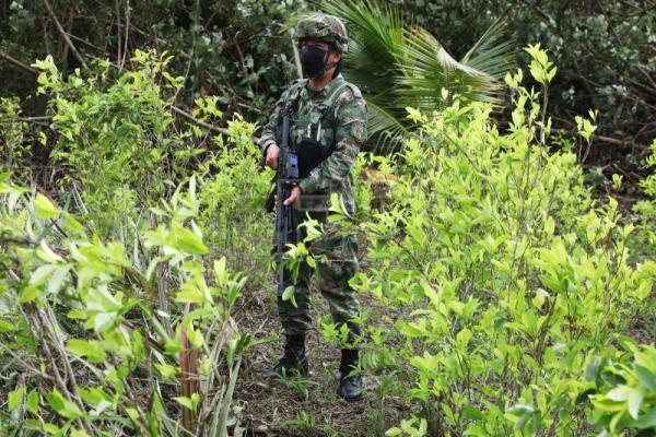  COLOMBIA DROGAS – La Policía colombiana cambia su estrategia de erradicación de cultivos ilícitos
