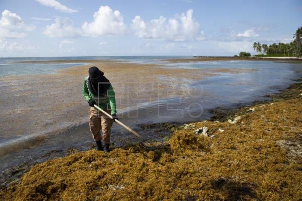  CARIBE MEDIOAMBIENTE – Buscan soluciones en el Caribe al sargazo, que marcó un récord histórico