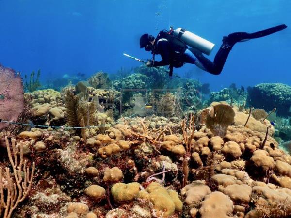  MÉXICO MEDIOAMBIENTE – Estudio revela que el desarrollo urbano mata los corales del Caribe mexicano