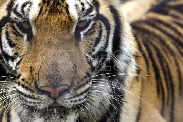  TAILANDIA ANIMALES – La nueva vida de once tigres abandonados por la covid en un zoo de Tailandia