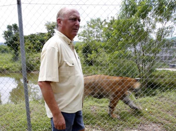 La nueva vida de once tigres abandonados por la covid en un zoo de Tailandia