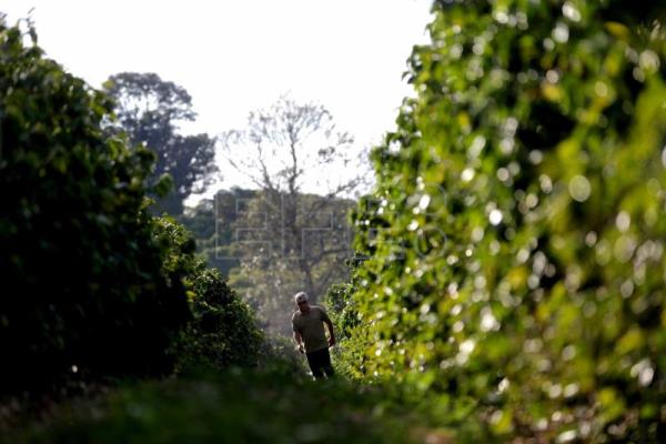 BRASIL CAFÉ – Brasil registra récord de ingresos por las exportaciones de café hasta julio