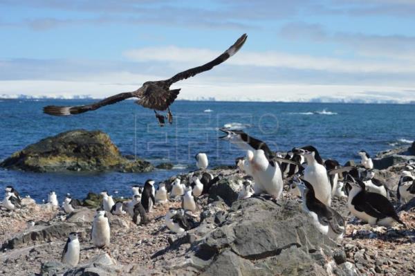  BIODIVERSIDAD ANTÁRTICA – Krill, la base de la abundante biodiversidad de toda la Península Antártica