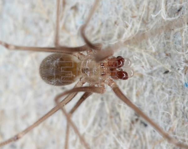  ECUADOR GALÁPAGOS – Una investigación describe a tres nuevas especies de arañas en las Islas Galápagos