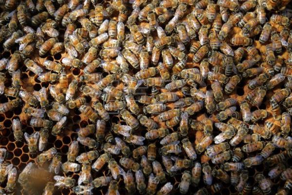  MÉXICO AGROALIMENTACIÓN – México estima producción de 65.649 toneladas de miel durante 2022