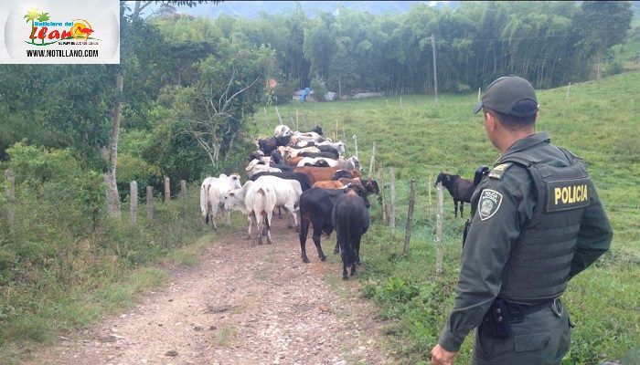  En la lucha contra el abigeato la Policía recuperó 30 bovinos