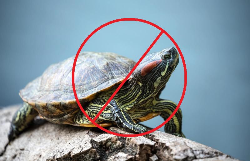  Cormacarena prohíbe tener tortugas como mascotas en casa