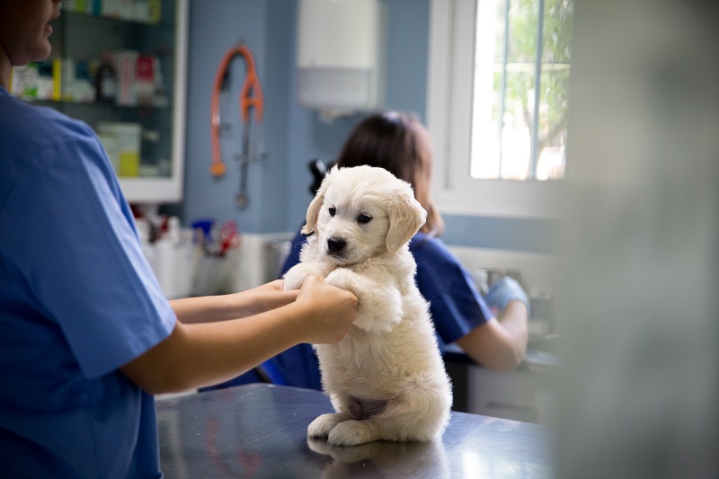  Fiscalía asumió caso por crimen de veterinario en Acacías