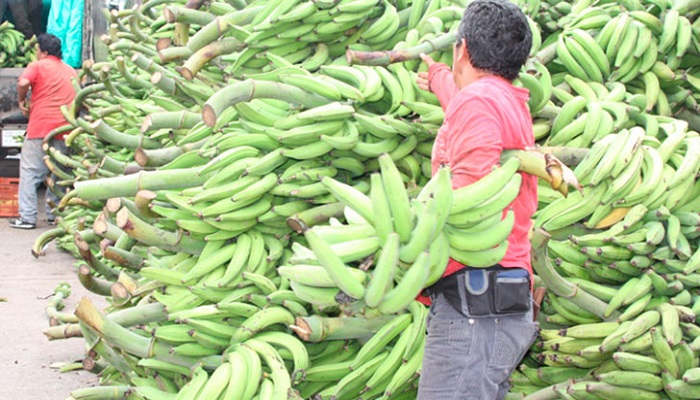  Invirtieron $1.318 millones para cultivos de plátano en Concordia
