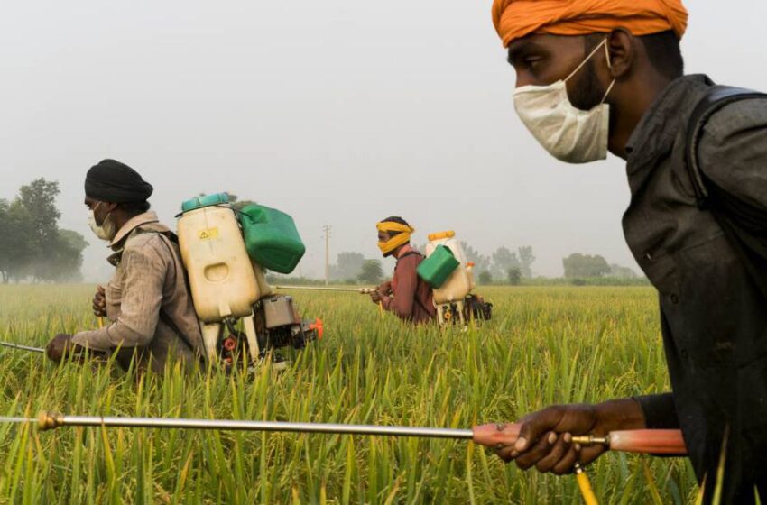  Hallaron cuerpo sin vida de un trabajador en un cultivo de arroz