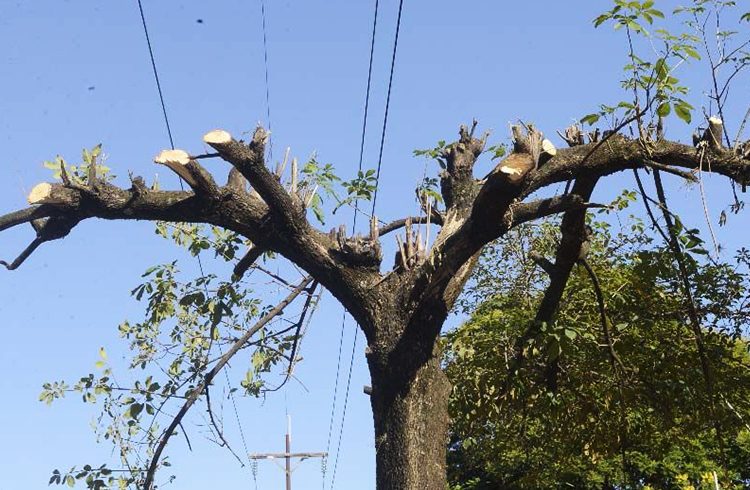  Podaba un árbol, tocó cuerda de alta tensión y se electrocutó