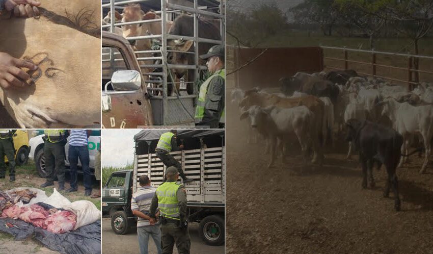  Arremetida contra el abigeato el fin de semana. Autoridades recuperaron 42 bovinos y 13 equinos
