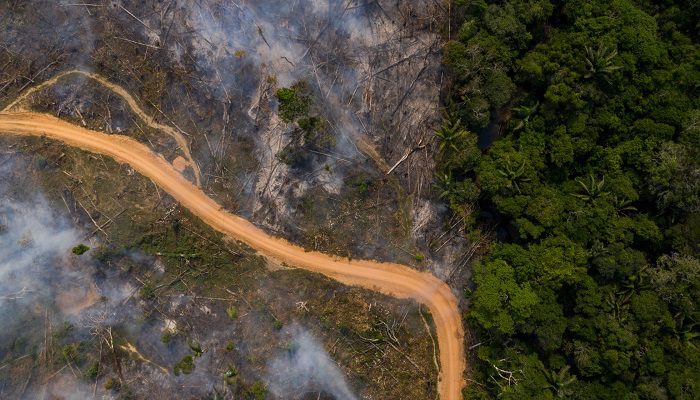   La Amazonia sigue en proceso de deforestación por coca, carreteras y ganadería