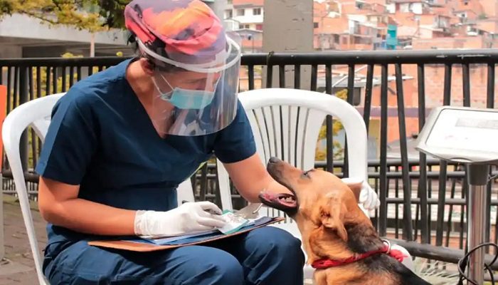  Reinician jornadas de esterilización de mascotas en albergues y hogares de paso en la ciudad