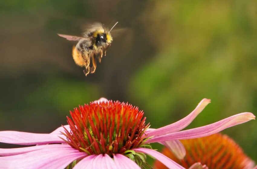 Descubren que los fertilizantes sintéticos limitan la polinización de los abejorros