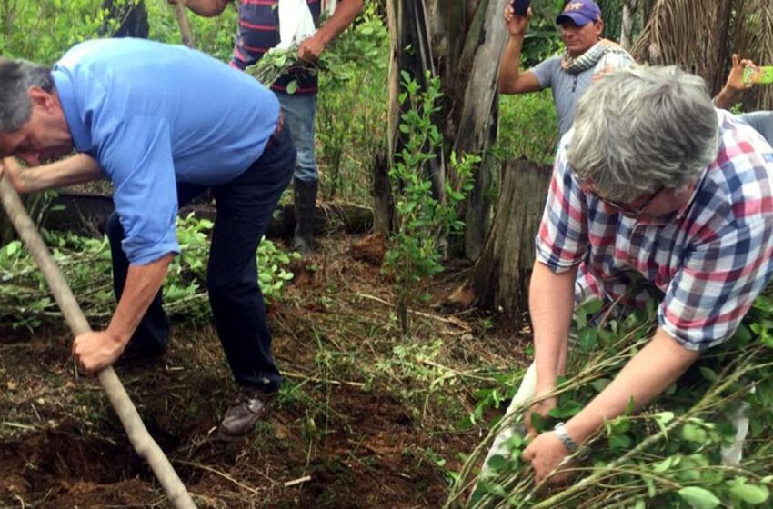  En tutelado programa de sustitución de cultivos en Guaviare