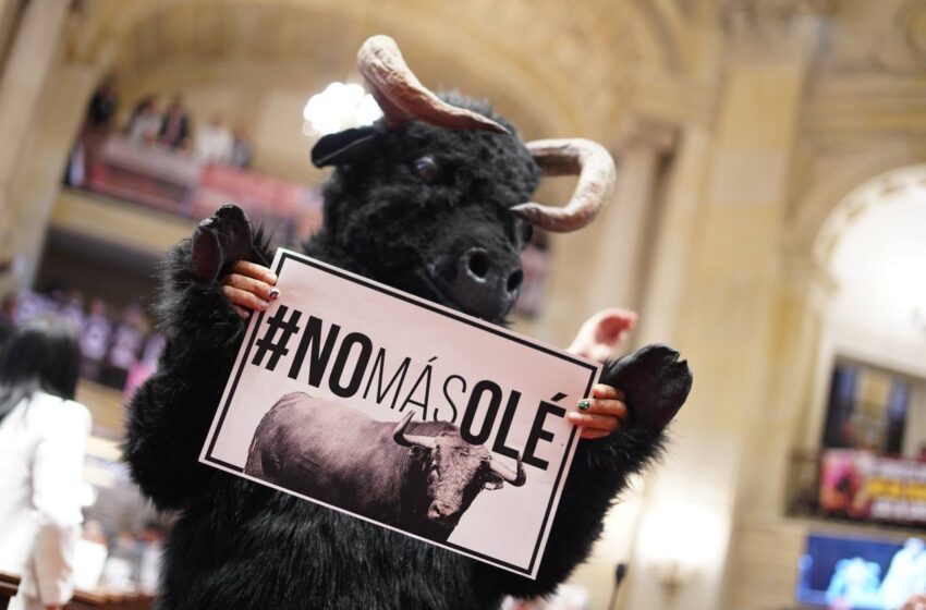  En Cámara de Representantes se hundió proyecto que pretende acabar con las corridas de toro en Colombia