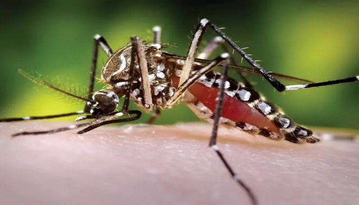  Eliminar criaderos de zancudos para evitar el dengue reitera la secretaría de salud