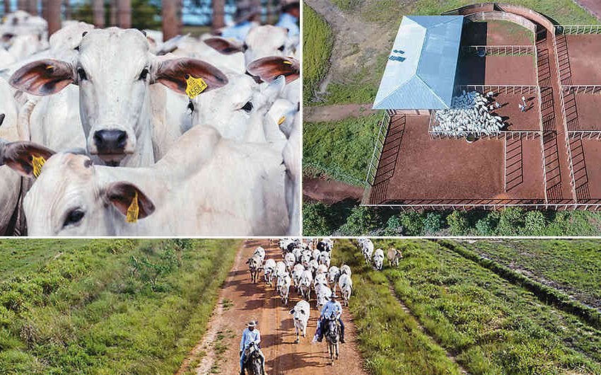  Aplicando tecnología fortalecen cría de ganado en Nueva Antioquia Vichada