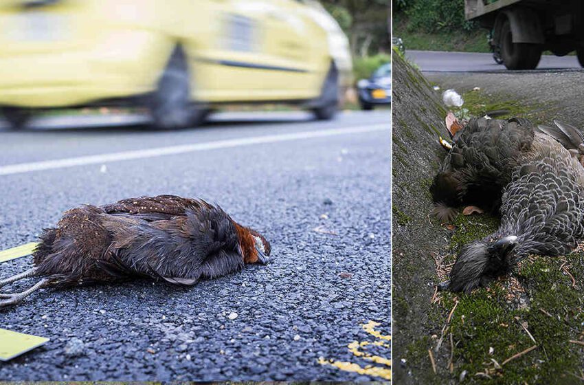  Conductores han atropellado 33 animales en las carreteras. 25 murieron por el golpe