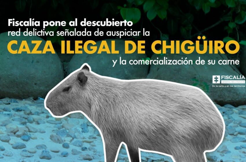  15 personas a la cárcel por cazar y comercializar carne de chigüiro en Casanare sin permisos de autoridad ambiental