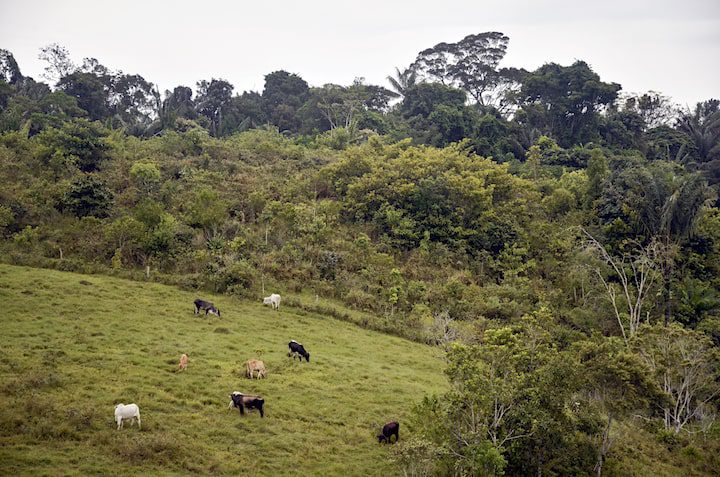  Asegurada la protección de 1.700 hectáreas de bosque en el Meta