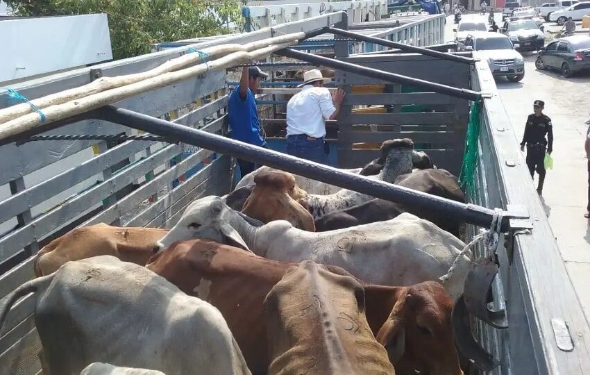  432 reses transportadas en camiones, ha incautado la policía en ofensiva contra el hurto de ganado en el Meta en lo corrido de 2023