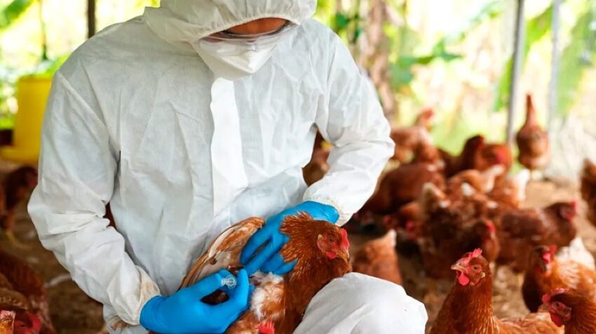  FAO convoca cumbre de países latinoamericanos para enfrentar crisis de influenza aviar en la región