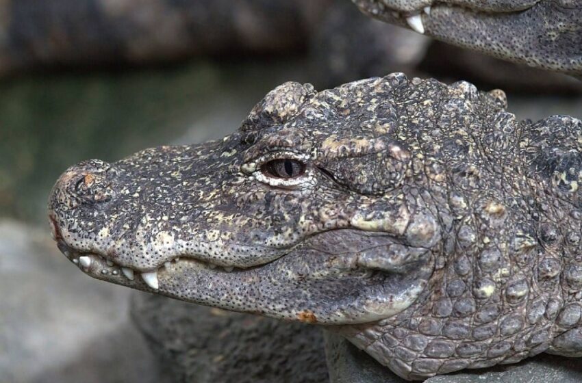  Gigantescos cocodrilos serán reubicados en su hábitat natural