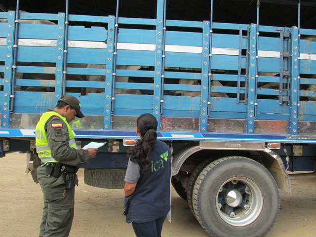  Recuperan ganado robado transportado en camiones