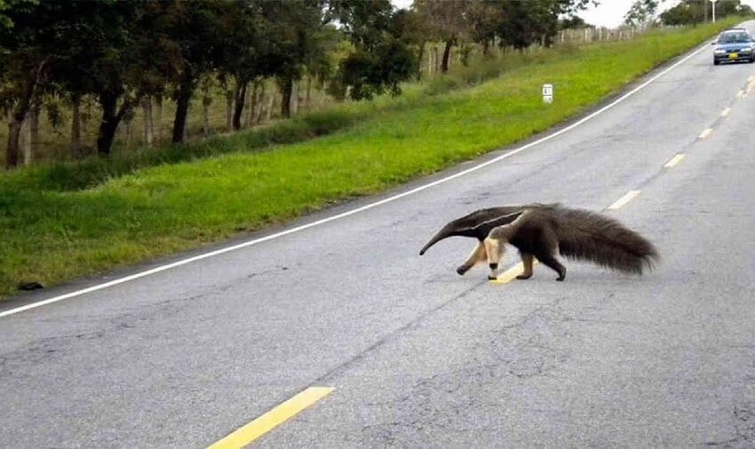  En el corredor ecológico, irónicamente mataron un osito palmero