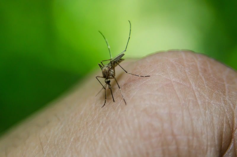  Alerta por propagación de dengue en el Meta. Tres menores han fallecido, reportó la Secretaría de salud