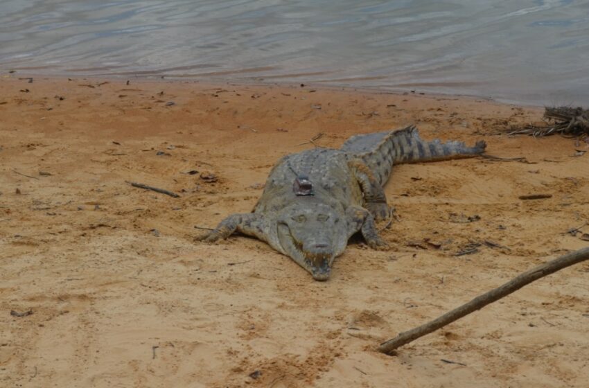  En avión y en guacales trasladaron 14 caimanes al parque natural El Tuparro