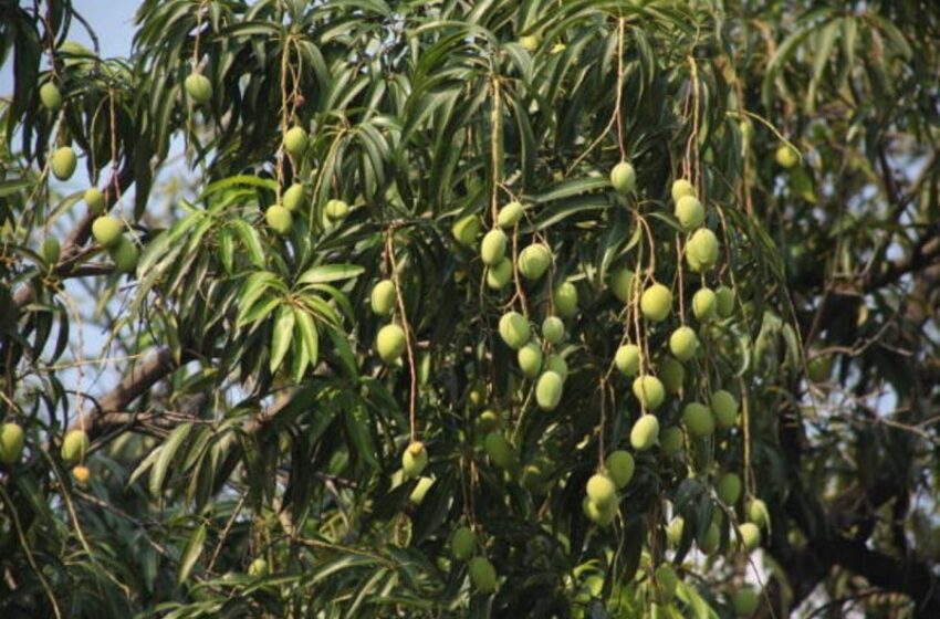  Hombre murió electrocutado bajando mangos en Vichada