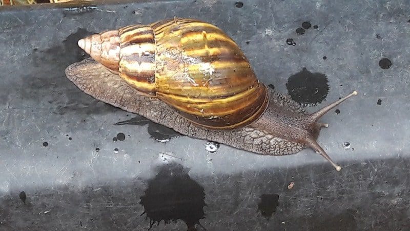  El caracol gigante africano pone en alerta a las autoridades