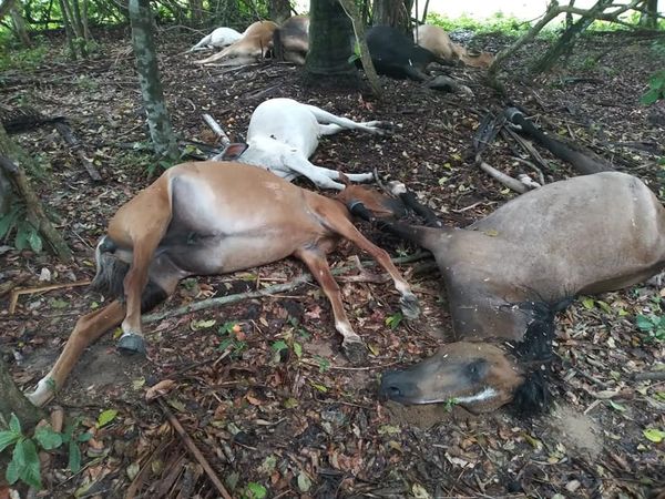  En medio de un fuerte aguacero un rayo mató 13 reses y dos caballos en Casanare