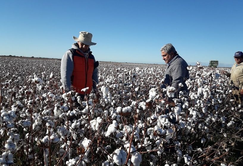  “Este año se sembraran 3.500 hectáreas de algodón”: César Pardo, presidente del gremio