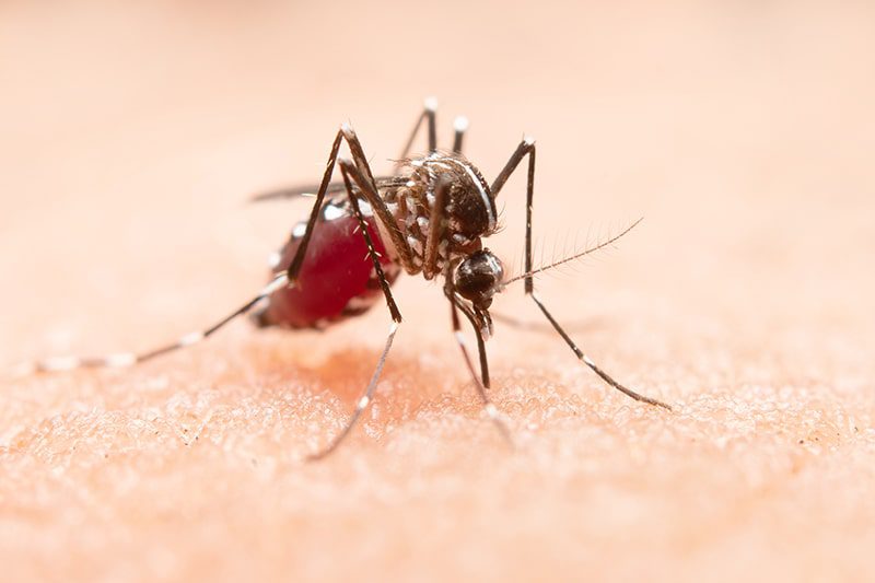  Reportan 4.756 casos de dengue en el Meta de los cuales el 46% corresponde a Villavicencio
