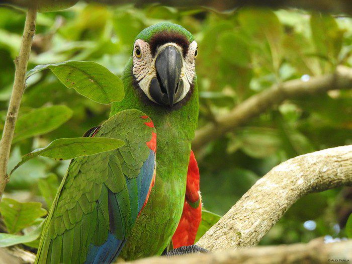  Villavicencio será uno de los escenarios en el mundo para avistamiento de aves