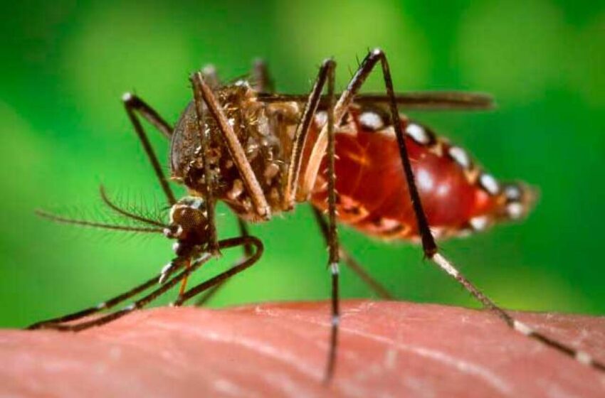  Alerta en Vistahermosa por presencia de nueva cepa de zancudo Aedes mayor transmisor de dengue.