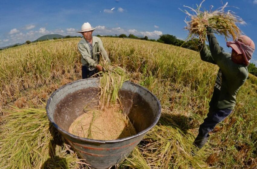  Arroceros buscan reunión con Ministra de Agricultura.