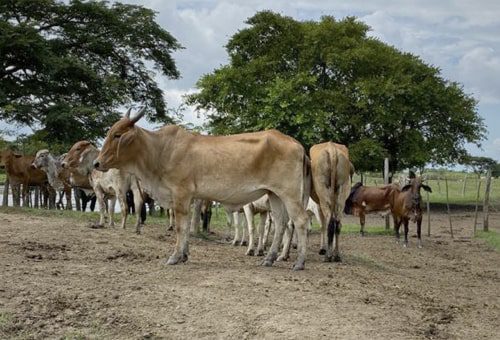  Carabineros recuperaron 38 bovinos en operativos contra el abigeato