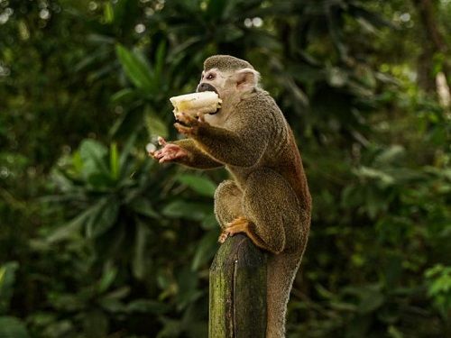  Cormacarena reitera llamado a que no alimenten los micos por peligro de ser arrollados.