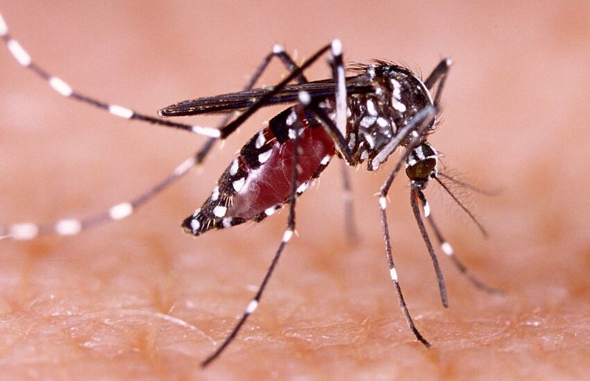  Disminuye la incidencia por dengue según secretario de salud Jonathan Neira