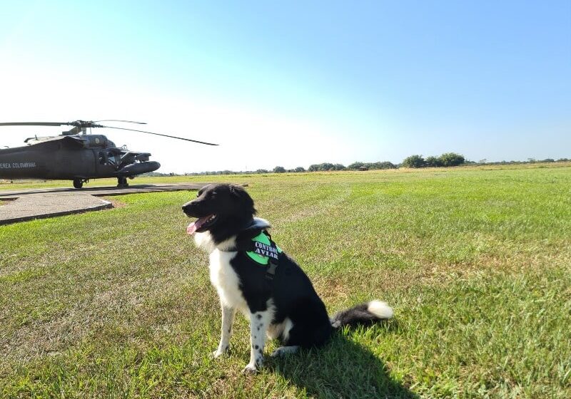  Primer canino especializado en control de pistas, búsqueda y rescate lo tiene CACOM2