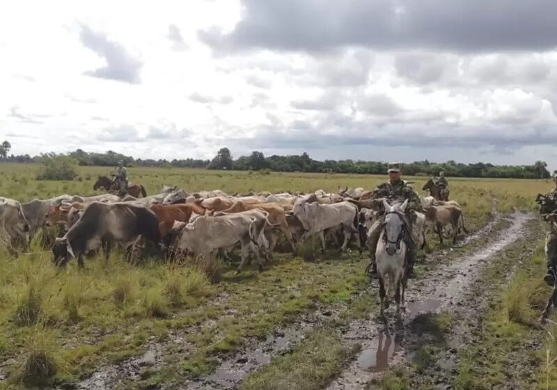  Recuperaron 27 cabezas de ganado que habían robado en el Ariari