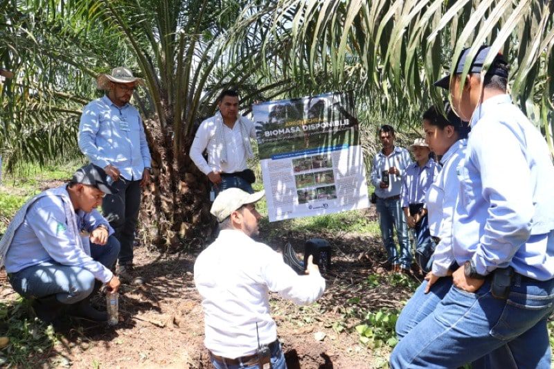  Avanza agenda de capacitación del proyecto palma de aceite y biocarbono en Orinoquia