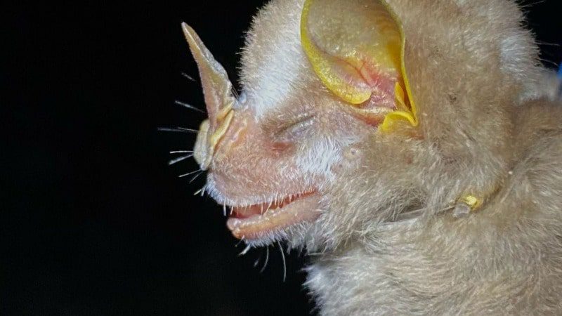  Cinco especies de murciélagos identificaron en el parque metropolitano alma viva