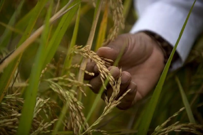  Gobierno firmó resolución en la que otorga $25 mil millones como incentivo a excedentes de arroz tras protestas en el Meta