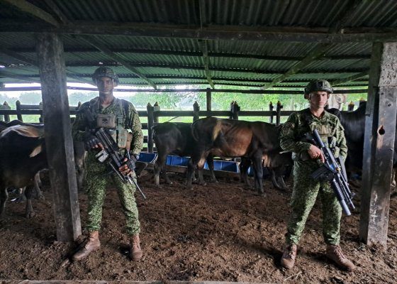 Rescataron 24 semovientes bovinos, al parecer hurtados en fincas de Puerto López